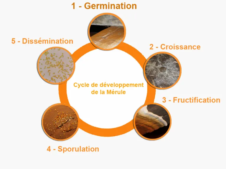 cycle-mérule